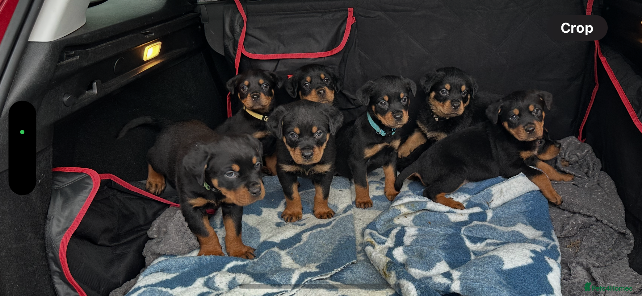 Rottweiler dogs Kc reg Rottweiler pups. Cruft winner Ready 17 Jan - Advert 11