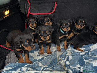 Rottweiler dogs Kc reg Rottweiler pups. Cruft winner Ready 17 Jan - Advert 10