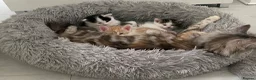 Ragdoll cats for sale: Adorable Ragdoll Cross Kittens - Advert 5