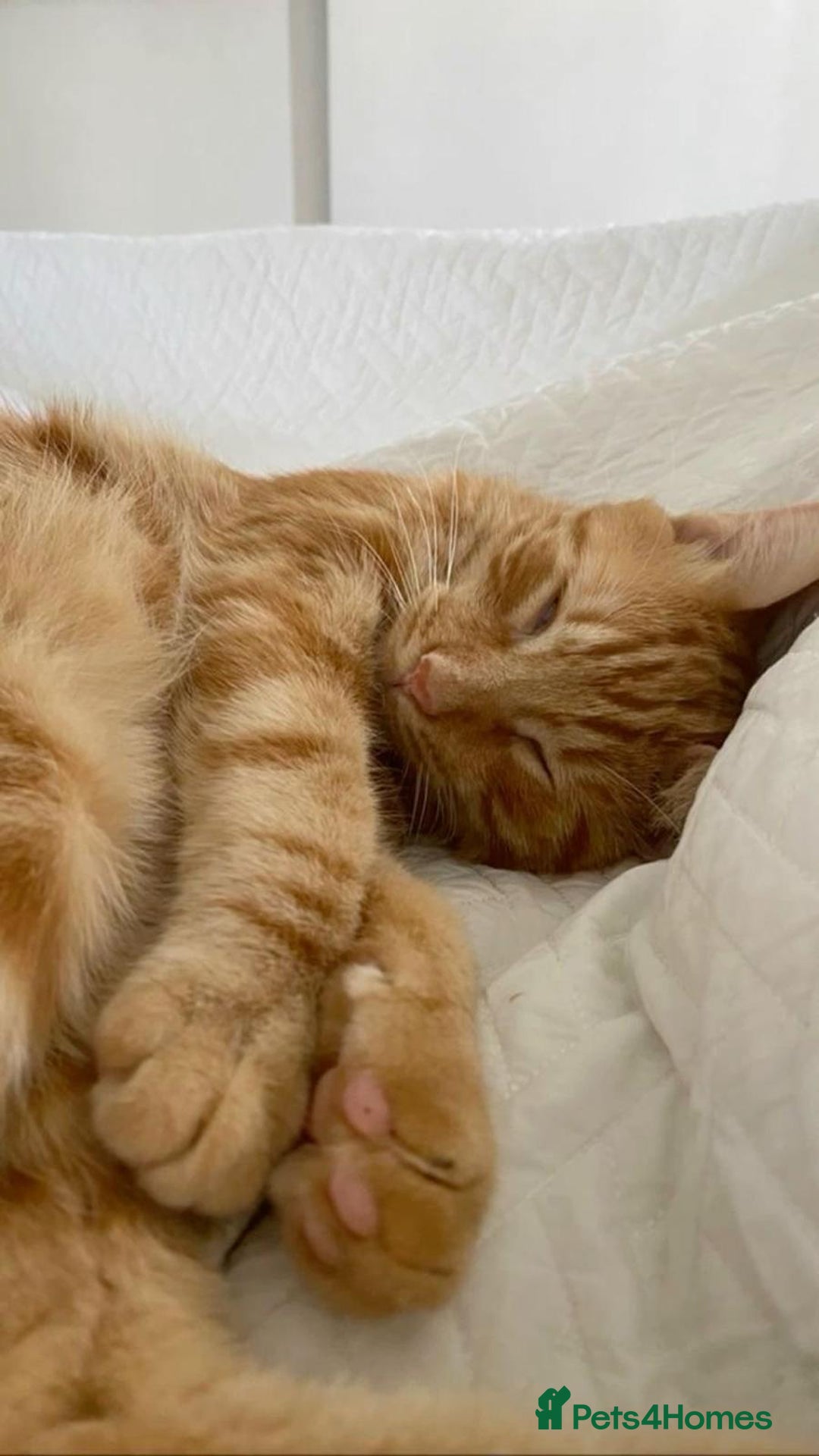 Mixed Breed cats for sale: GORGEOUS GINGER GIRL KITTEN - Advert 6