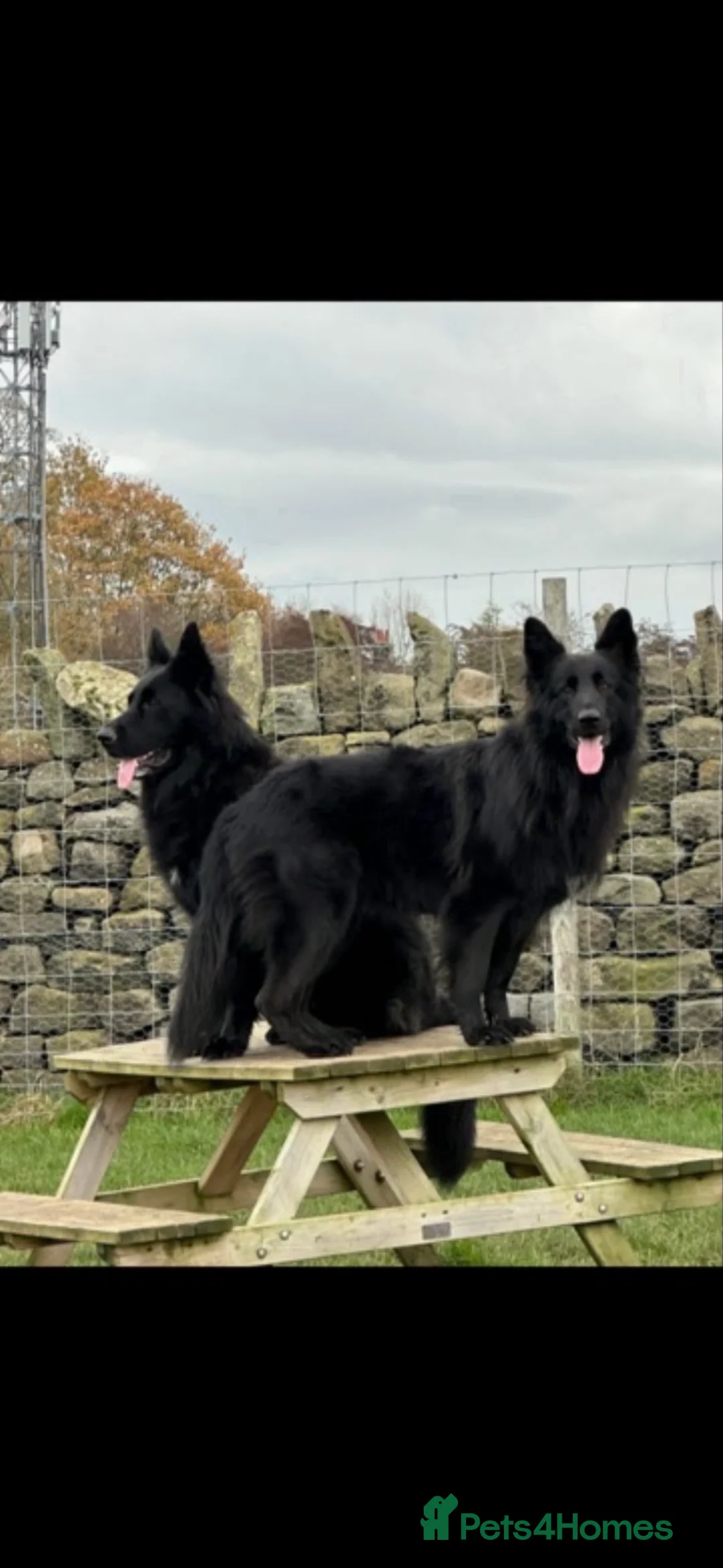 German Shepherd dogs for sale: Stunning German Shepherds by Shawhead Shepherds - Advert 14