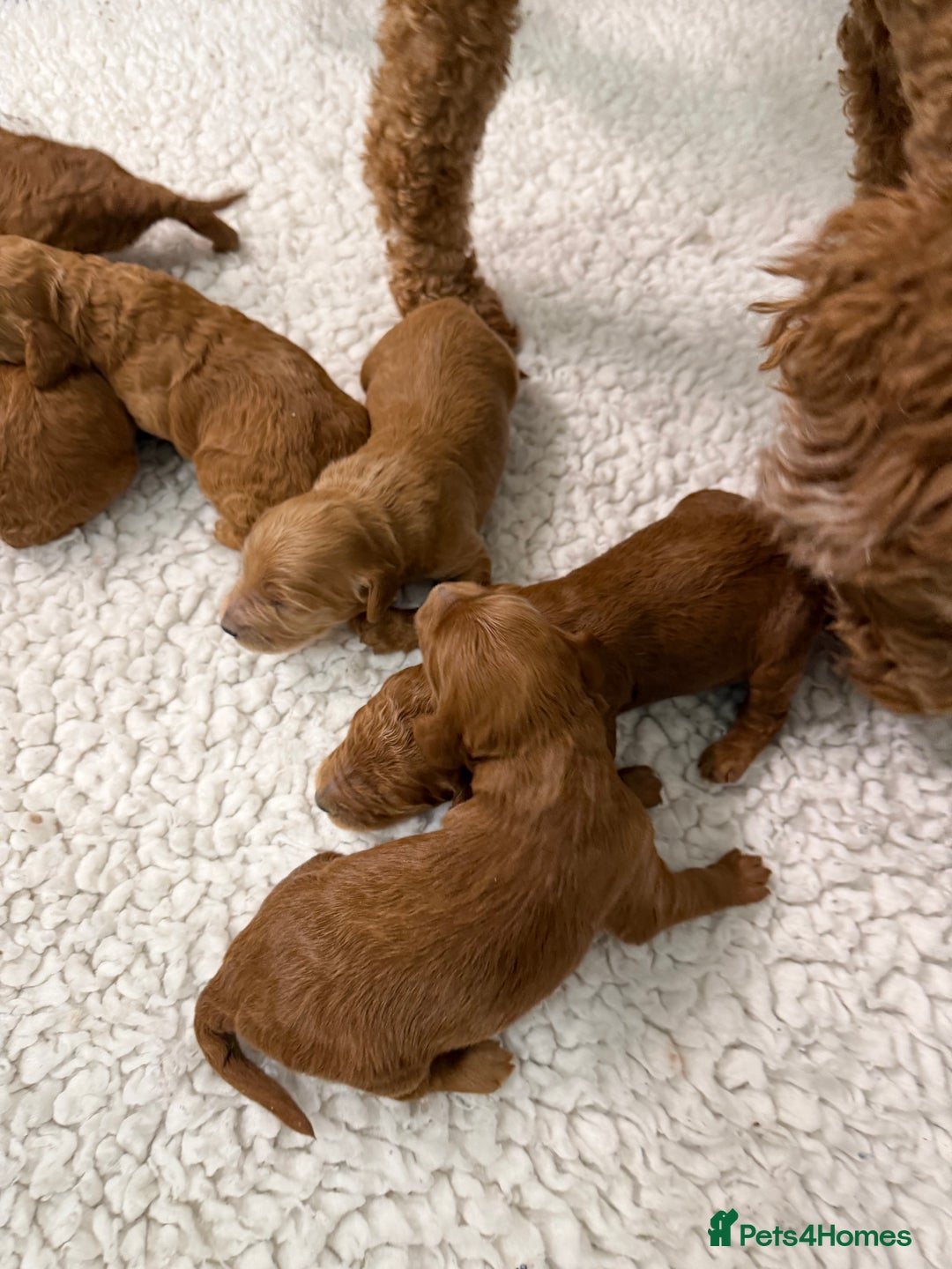 Goldendoodle dogs for sale: Goldendoodles Pups  - Advert 2