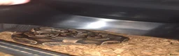 Python Snake reptiles for sale: 3 ball pythons to good home  in Glasgow - Advert 2