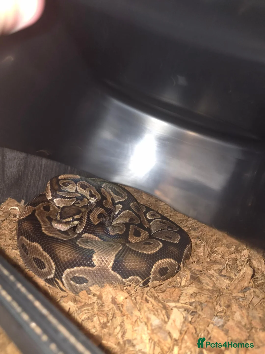 Python Snake reptiles for sale: 3 ball pythons to good home  in Glasgow - Advert 2