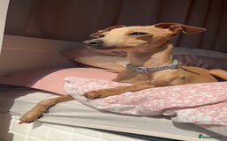 Italian Greyhound dogs for stud: Tiny stud with larger than life personality - Image 3