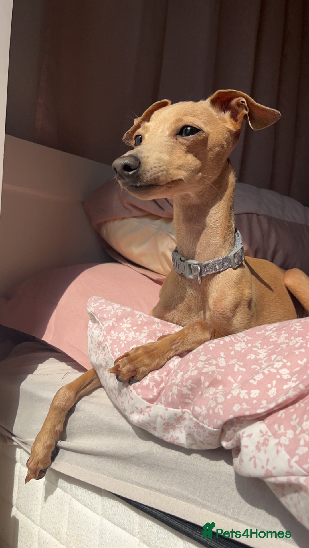 Italian Greyhound dogs for stud: Tiny stud with larger than life personality - Image 3
