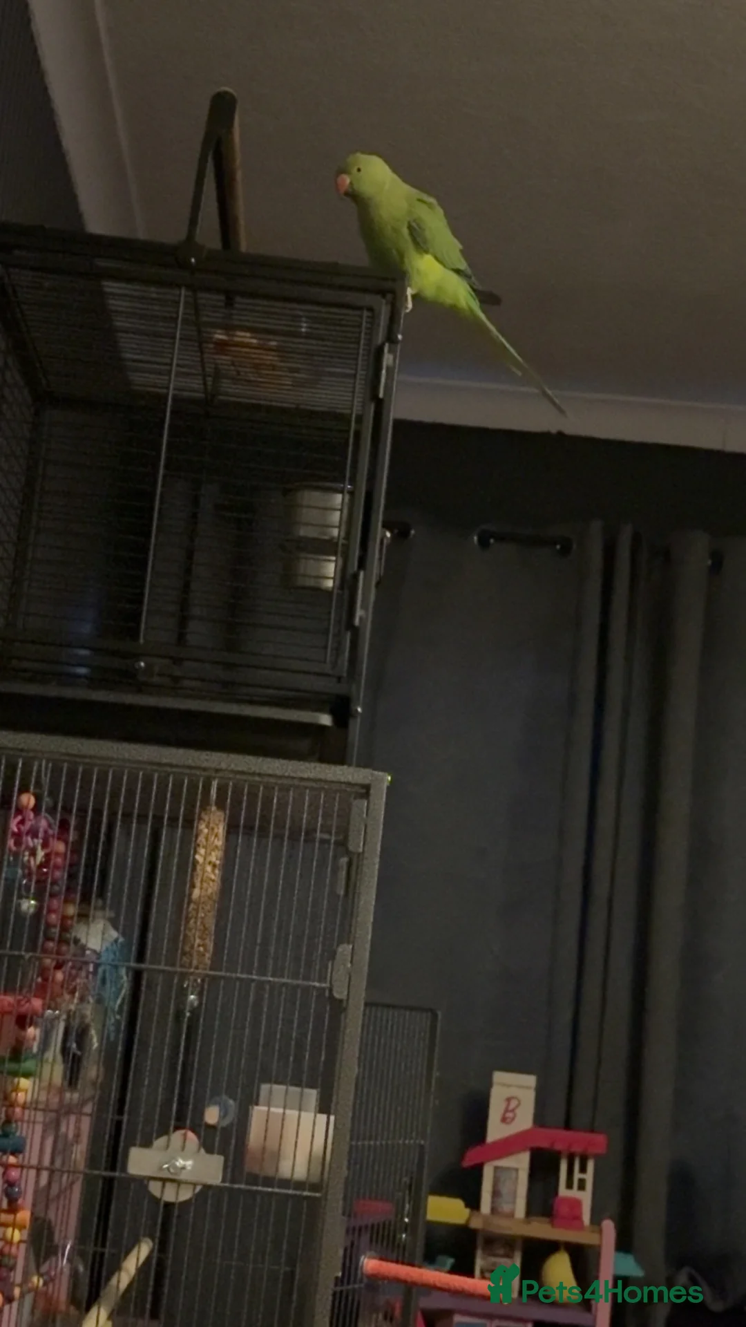 Ringnecks birds for sale: Indian ring neck  - Advert 4