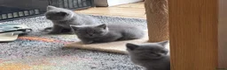 British Shorthair cats for sale: 3 stunning BSH Kittens  - Advert 9