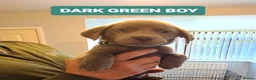 Labrador Retriever dogs for sale: LABRADORE RETRIEVER (SILVER) FULL KC REG - Advert 11