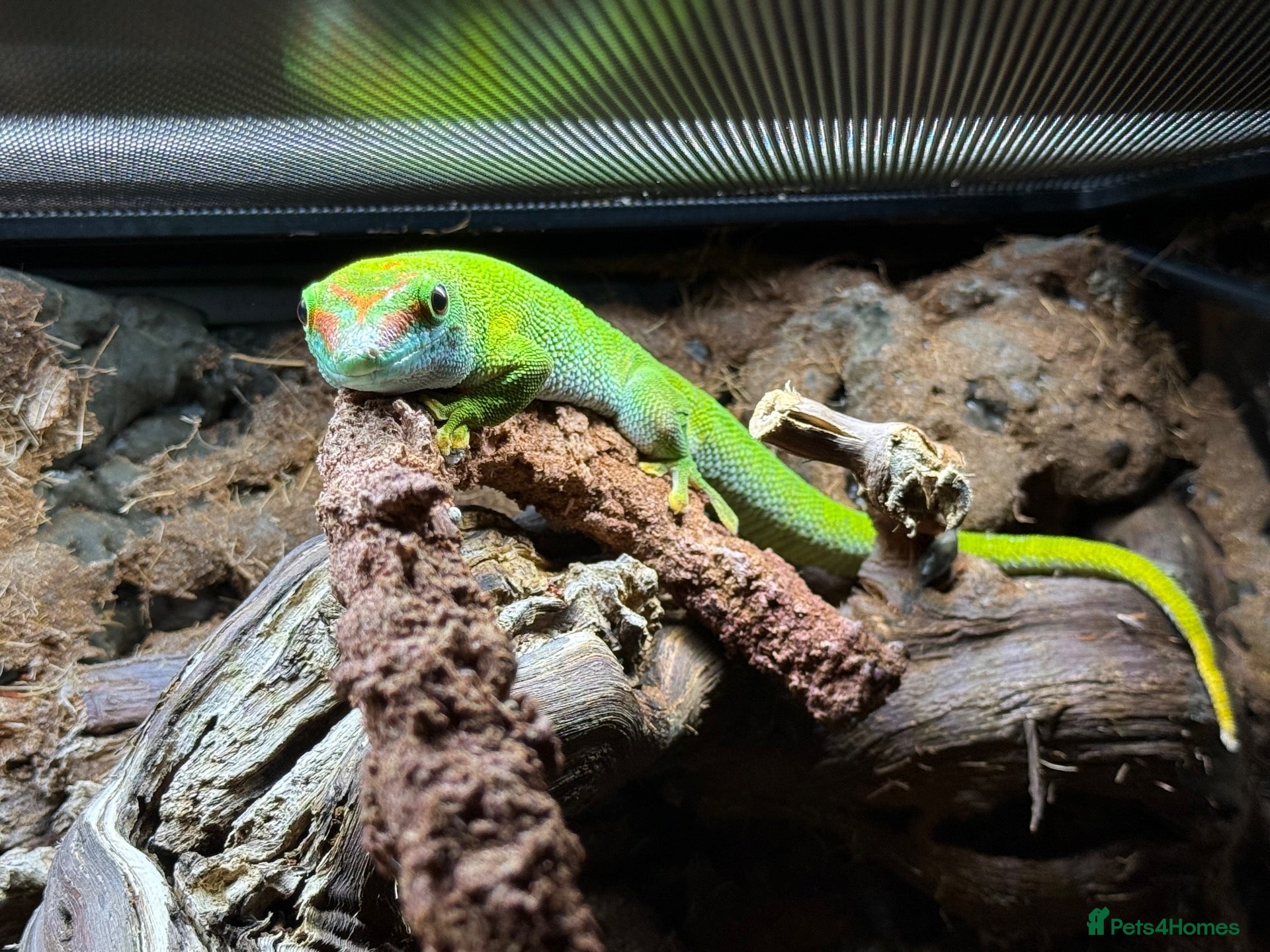 Gecko reptiles Breeding Pair - Giant Madagascan Day Gecko - Advert 5