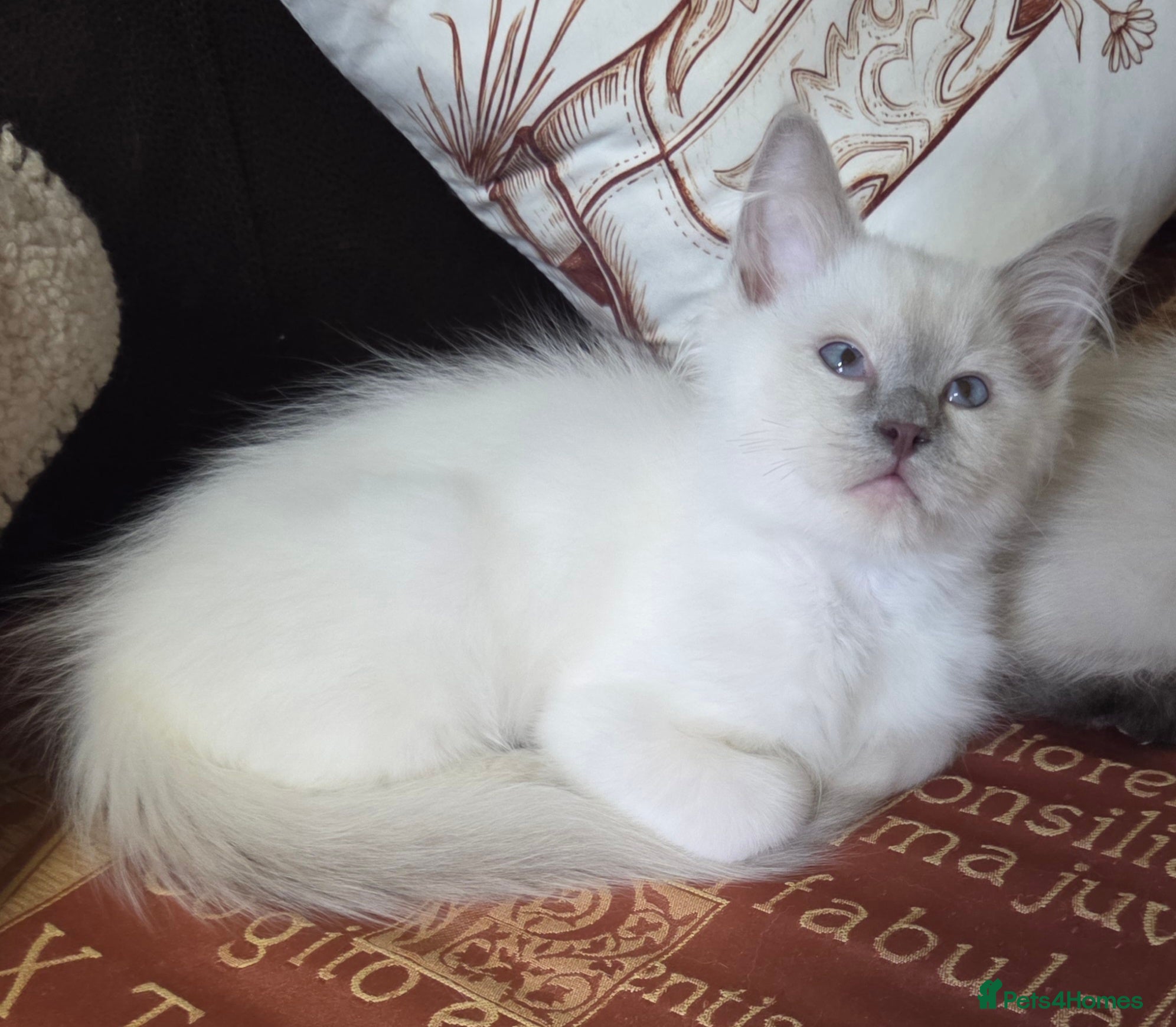 Ragdoll cats GCCF REGISTERED PEDIGREE RAGDOLL KITTENS  - Advert 2