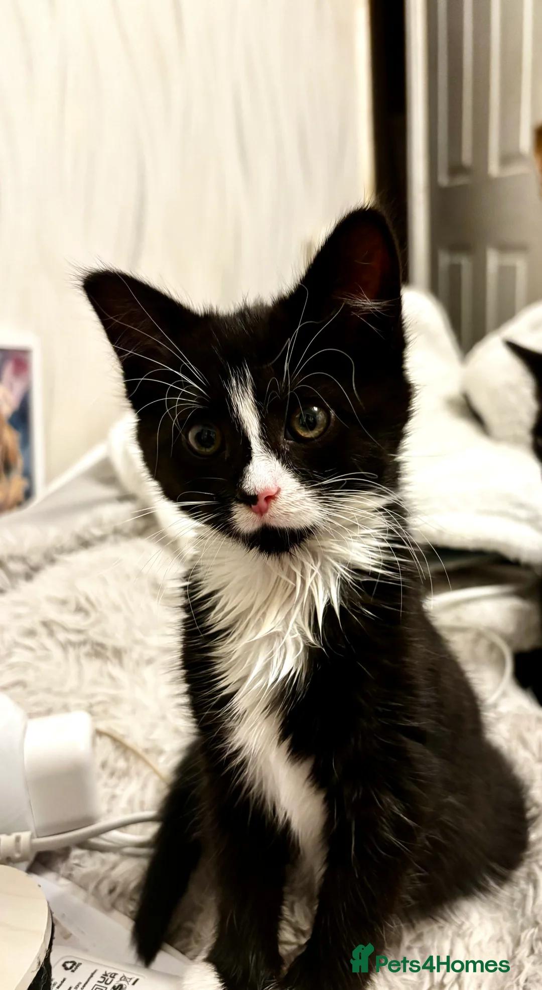 Mixed Breed cats for sale: Fluffy, playful kittens - Advert 6