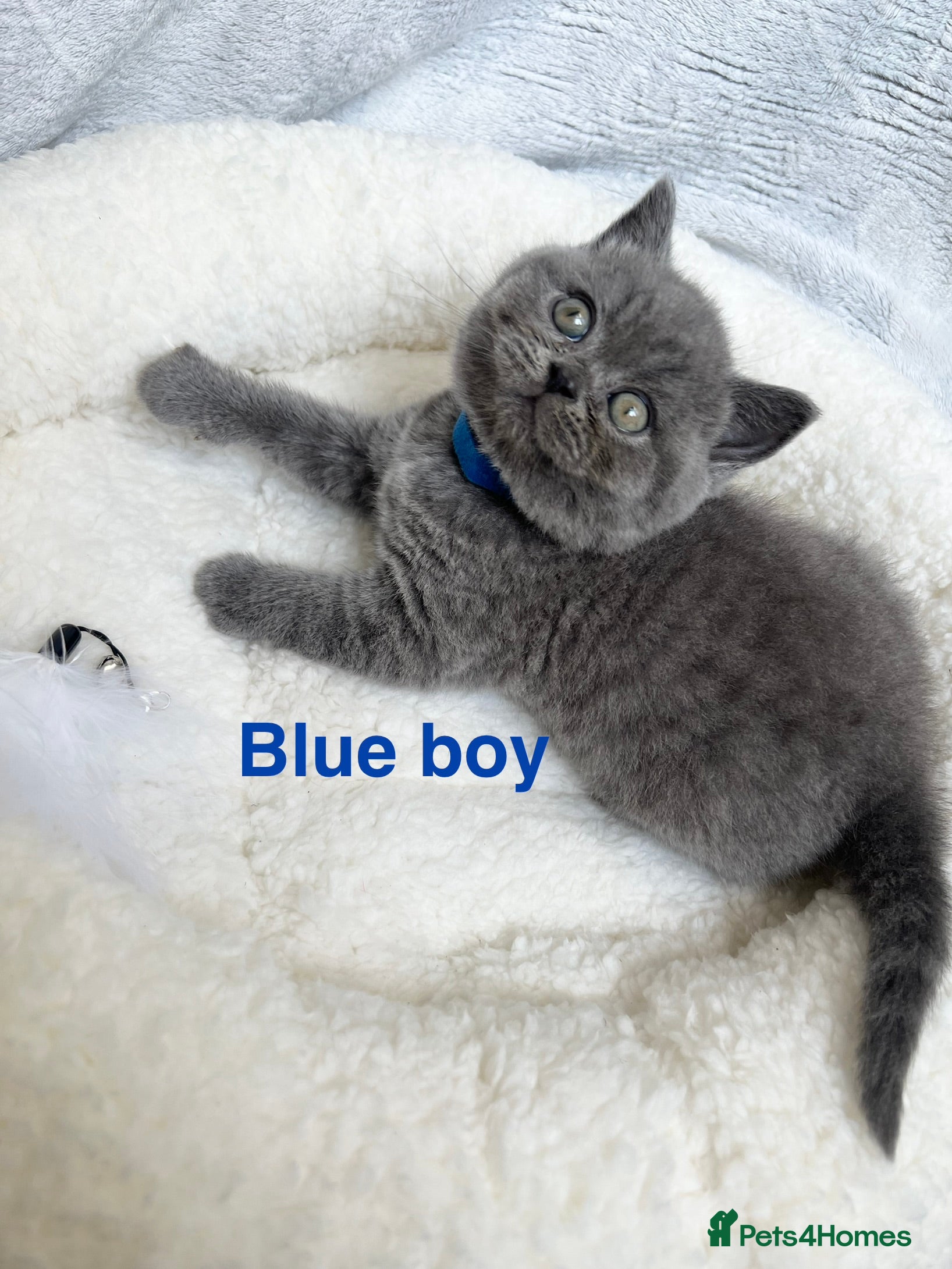 British Shorthair cats Stunning British Shorthair Kittens - Advert 1