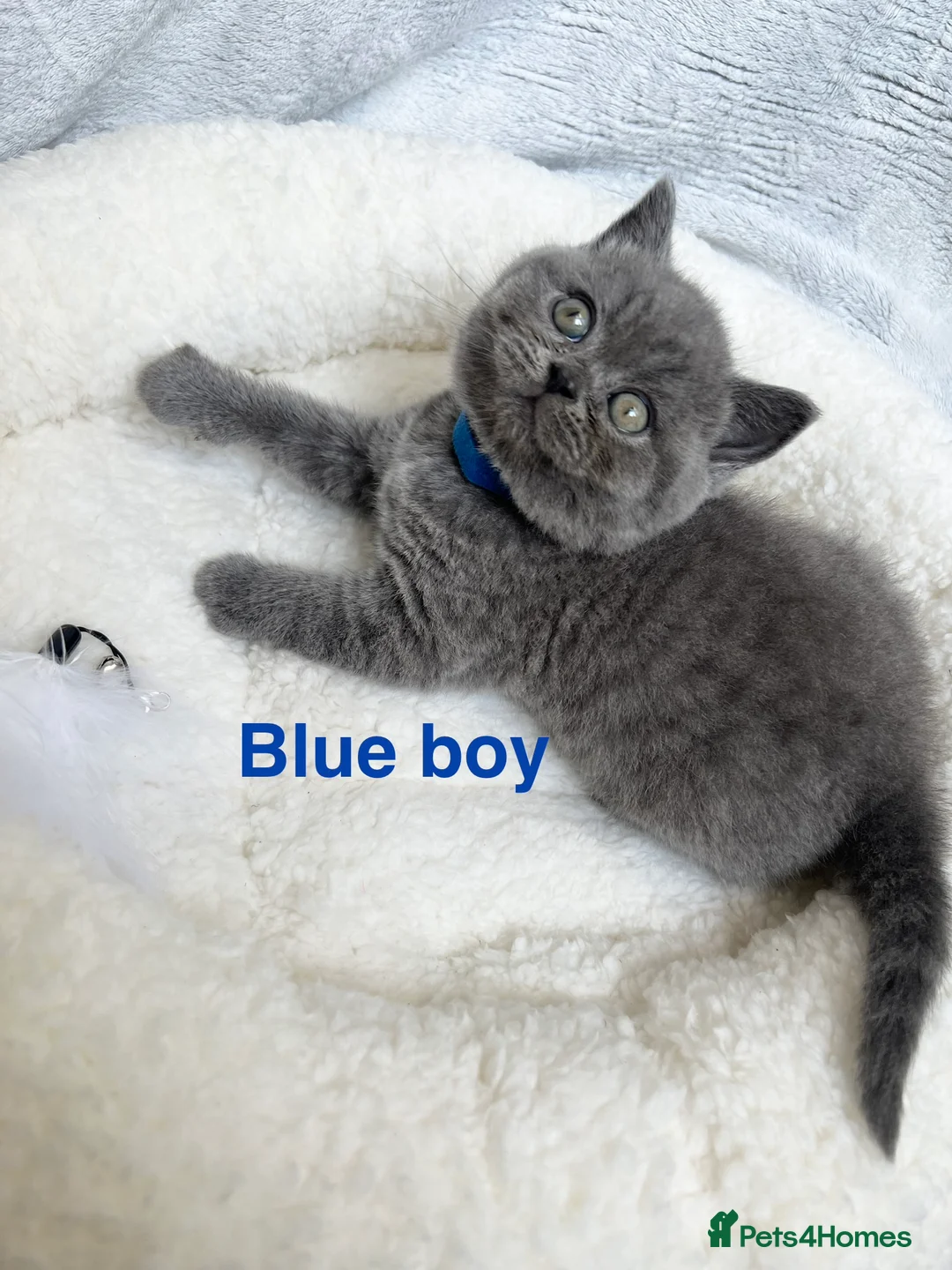 British Shorthair cats for sale: Stunning British Shorthair Kittens - Advert 1