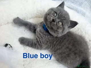 British Shorthair cats Stunning British Shorthair Kittens - Advert 1