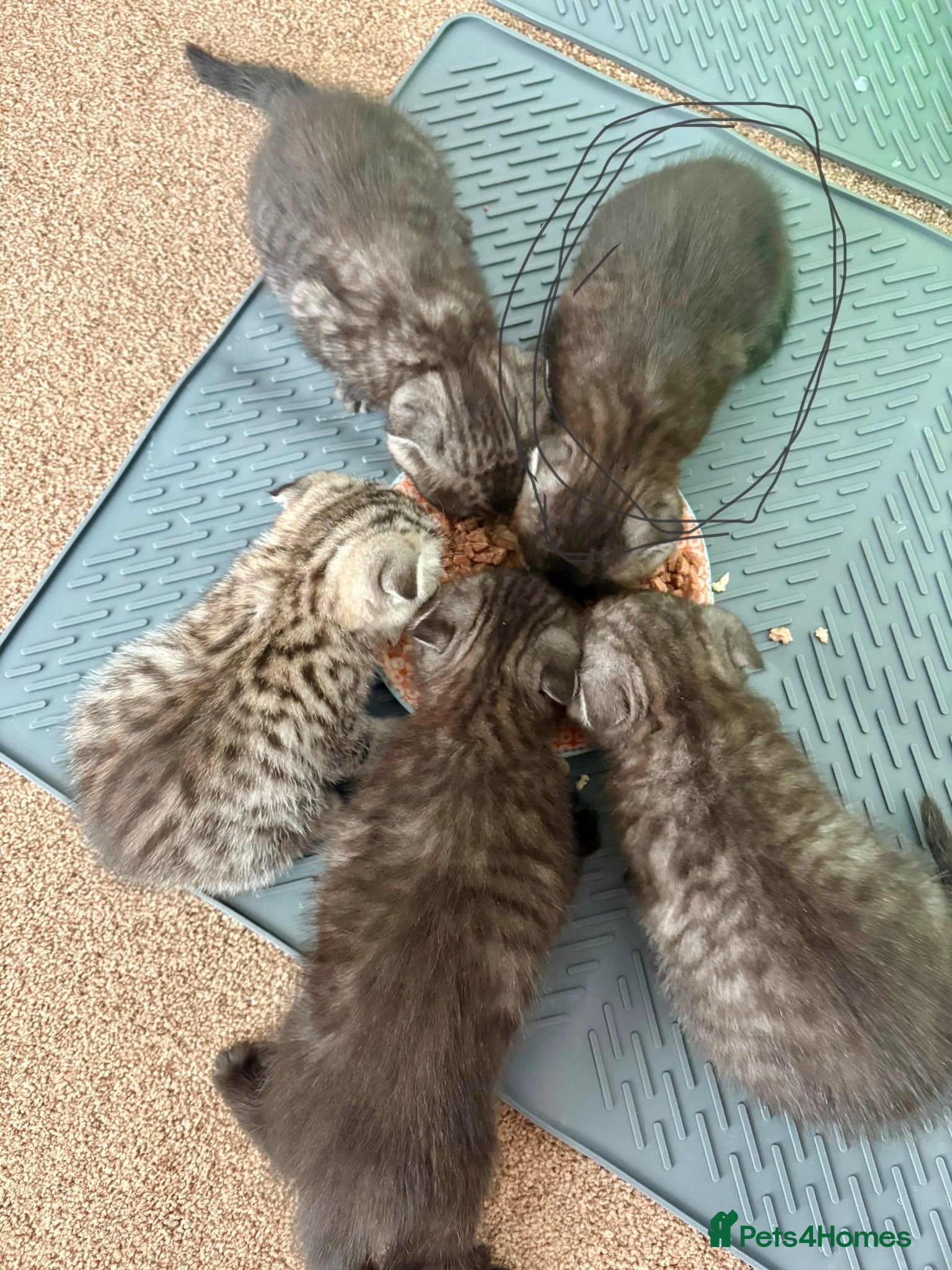 British Shorthair cats Litter of kittens - Advert 3
