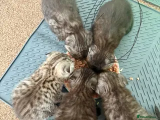 British Shorthair cats Litter of kittens - Advert 3
