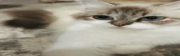 Ragdoll cats for sale: Beautiful Ragdoll Female – Blue Lynx Point - Advert 4
