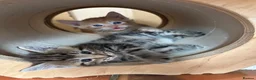 Ragdoll cats for sale: Lovely Kittens - Advert 9