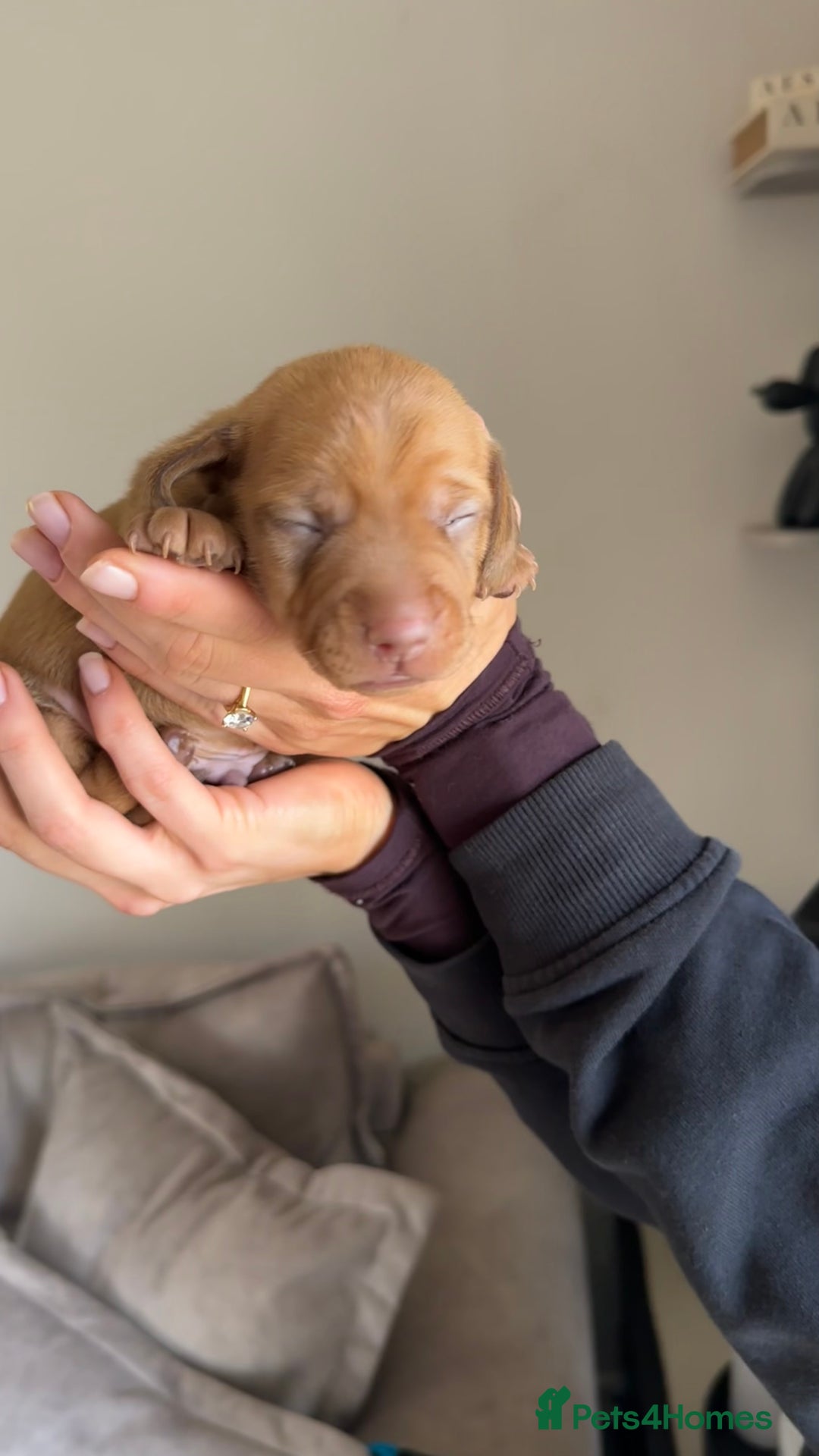 Miniature Dachshund dogs for sale: 5 beautiful miniature Daschund puppies  - Advert 11