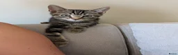 Domestic Shorthair cats for sale: Two male Tabby's - Advert 4