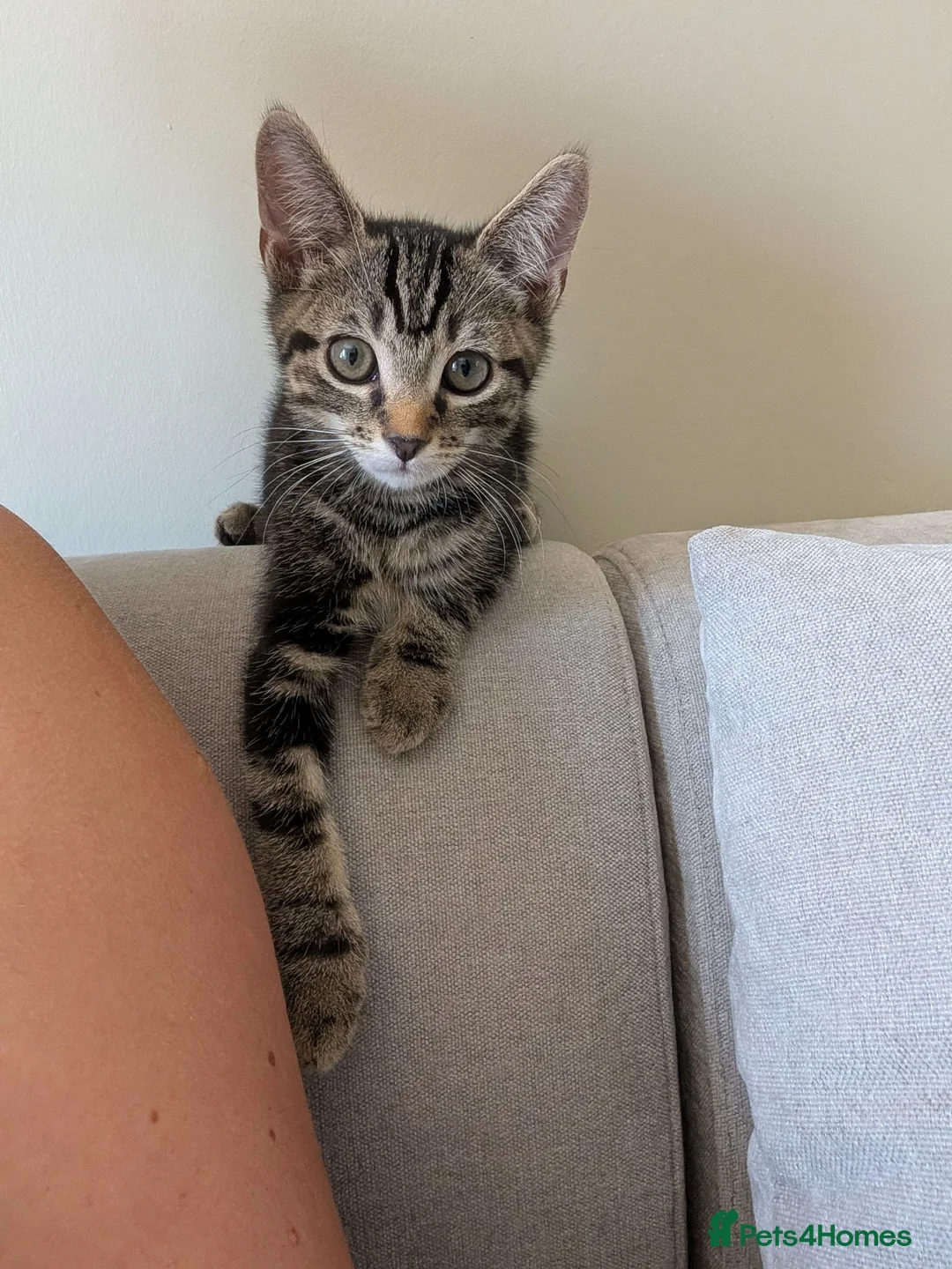 Domestic Shorthair cats for sale: Two male Tabby's - Advert 4