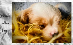 Cavalier King Charles Spaniel dogs for sale: Lovingly raised Blenheim Cavaliers  - Image 15