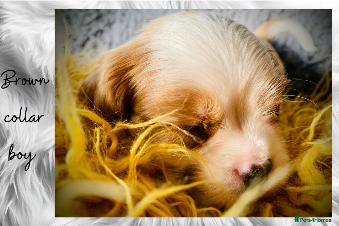 Cavalier King Charles Spaniel dogs for sale: Lovingly raised Blenheim Cavaliers  - Image 15