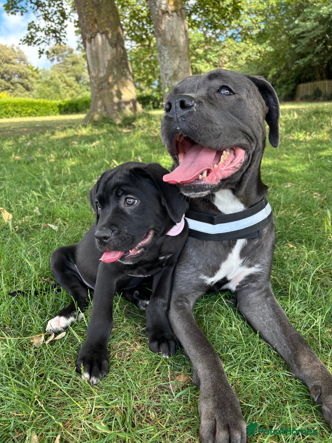 Cane Corso dogs for sale: Cane Corso puppy called “Baby” - Image 11