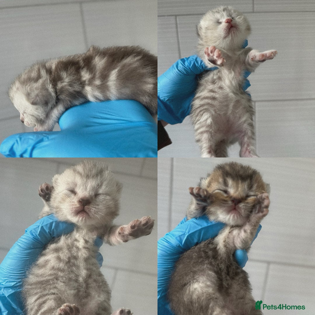 Scottish Fold cats for sale: 2 girl 1 boy beautiful quality Scottish Folds ❤️  - Advert 5