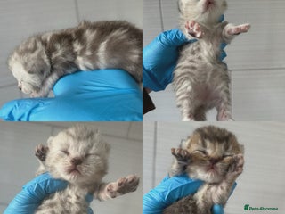 Scottish Fold cats Silver Tabby Scottish Fold Kittens - Advert 9