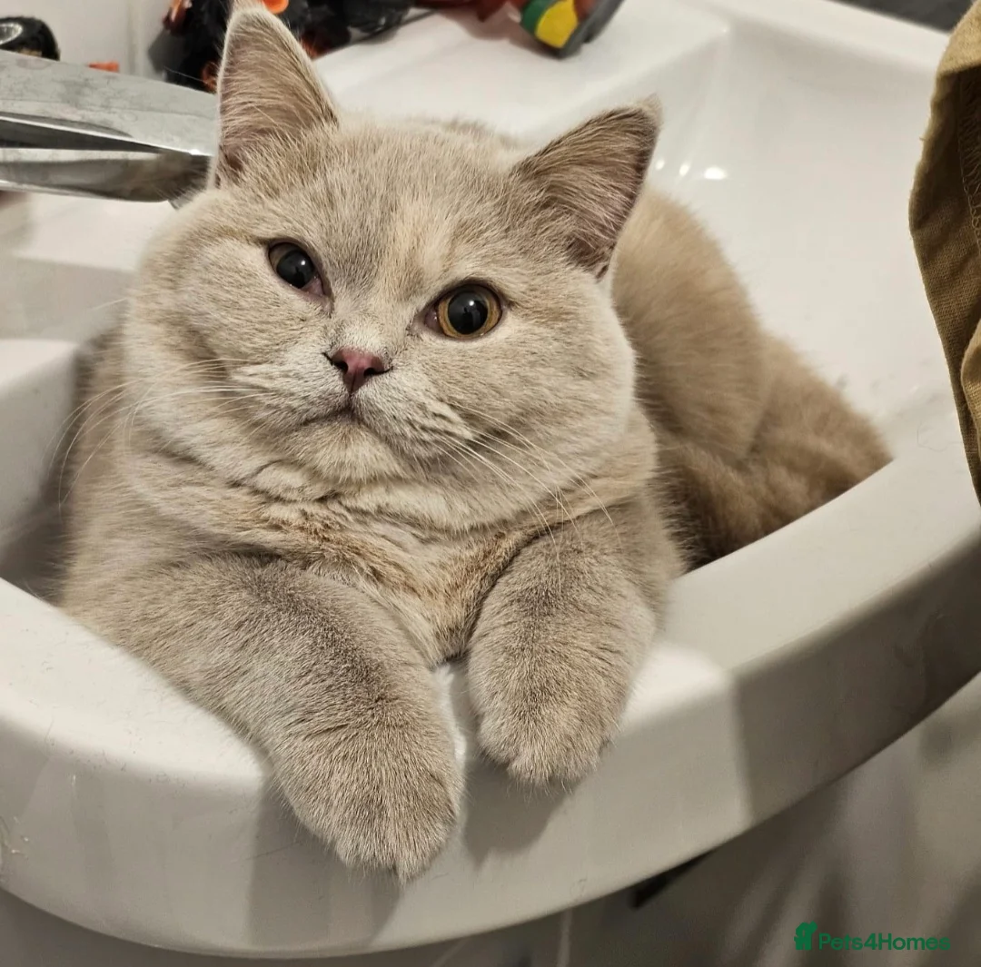 British Shorthair cats for sale: ✨ GCCF Registered Pedigree British Shorthairs - Advert 2