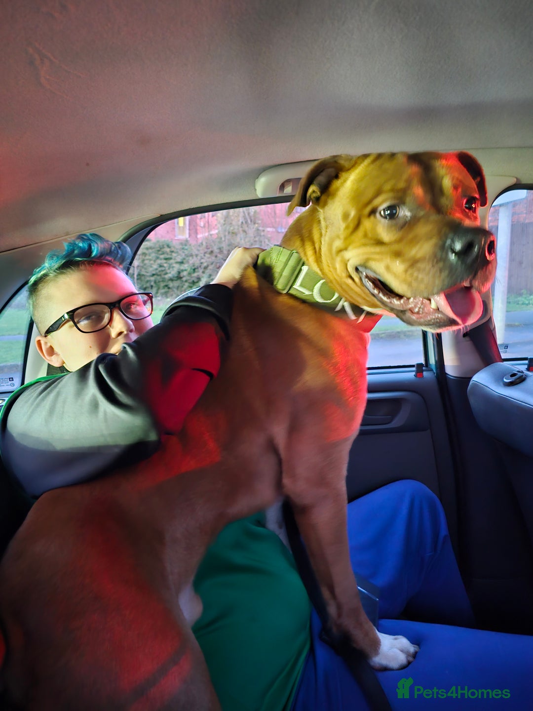 Mixed Breed dogs for sale: Male Staffy  ** tiff x Ridgeback 1 year old - Advert 5