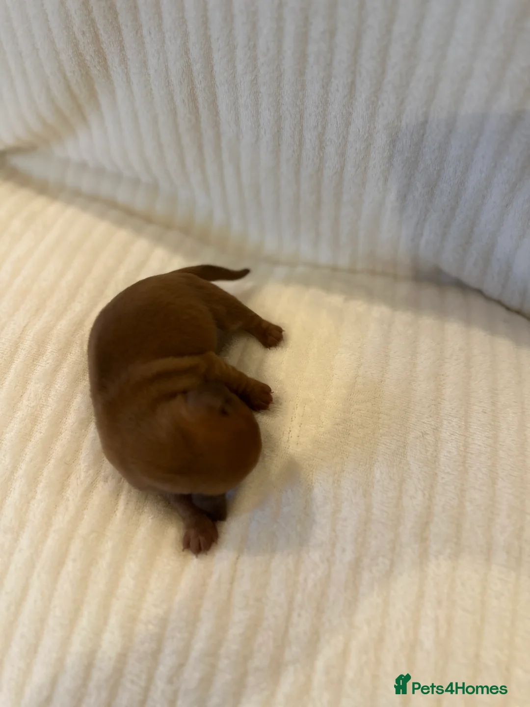 Miniature Dachshund dogs for sale: KC PRA clear miniature dachshunds dapple - Advert 39