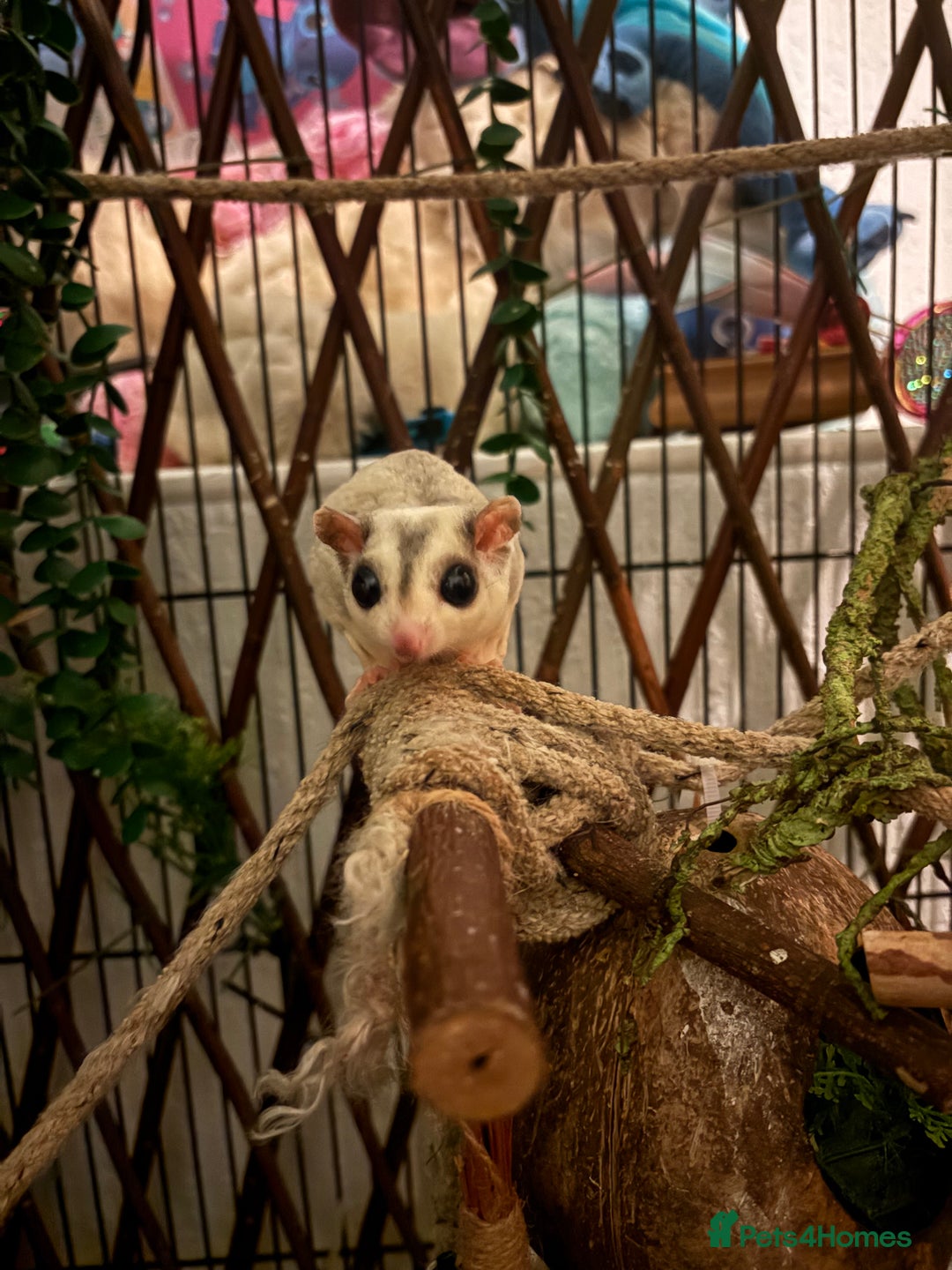 Sugar Glider rodents for sale: Sugar gliders  - Advert 2