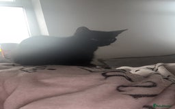 Mixed Breed cats for sale: Salem  - Image 6