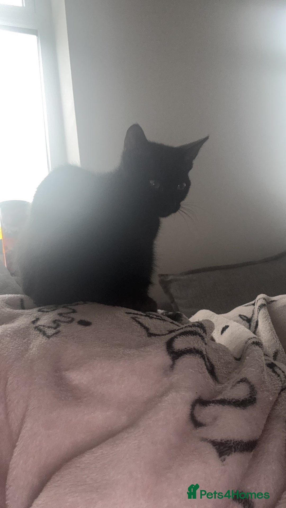 Mixed Breed cats for sale: Salem  - Image 6