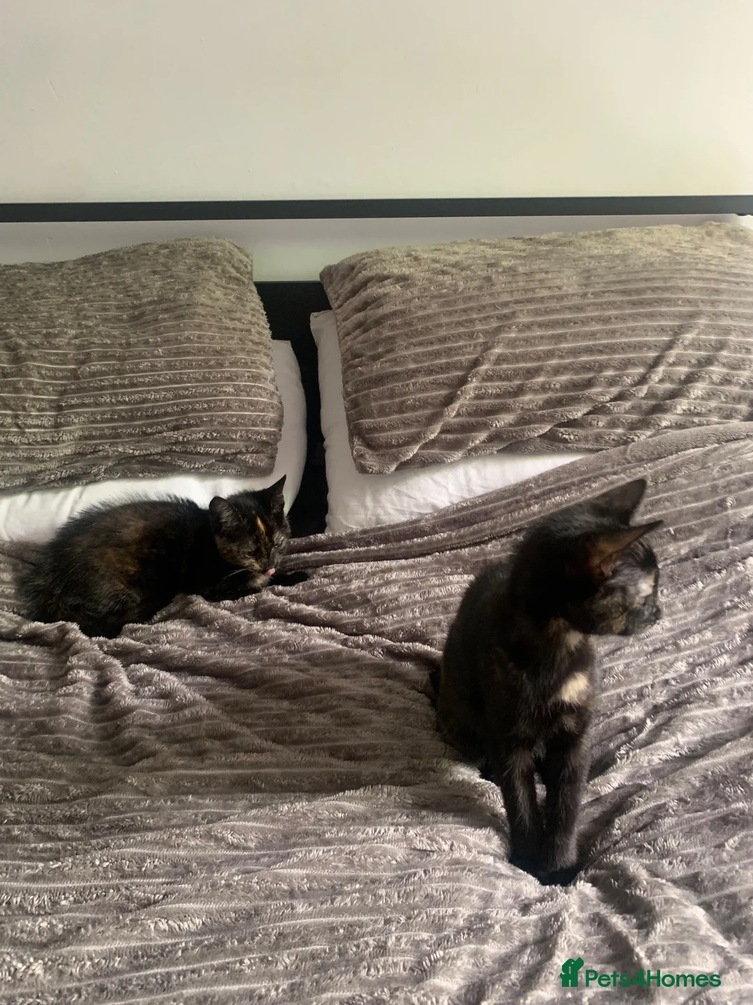 Mixed Breed cats for sale: Minnie & Moo in Sheffield - Advert 2