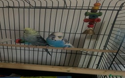 Budgerigars birds for sale: 2 Budgies with Medium Cage & Accessories  - Image 3