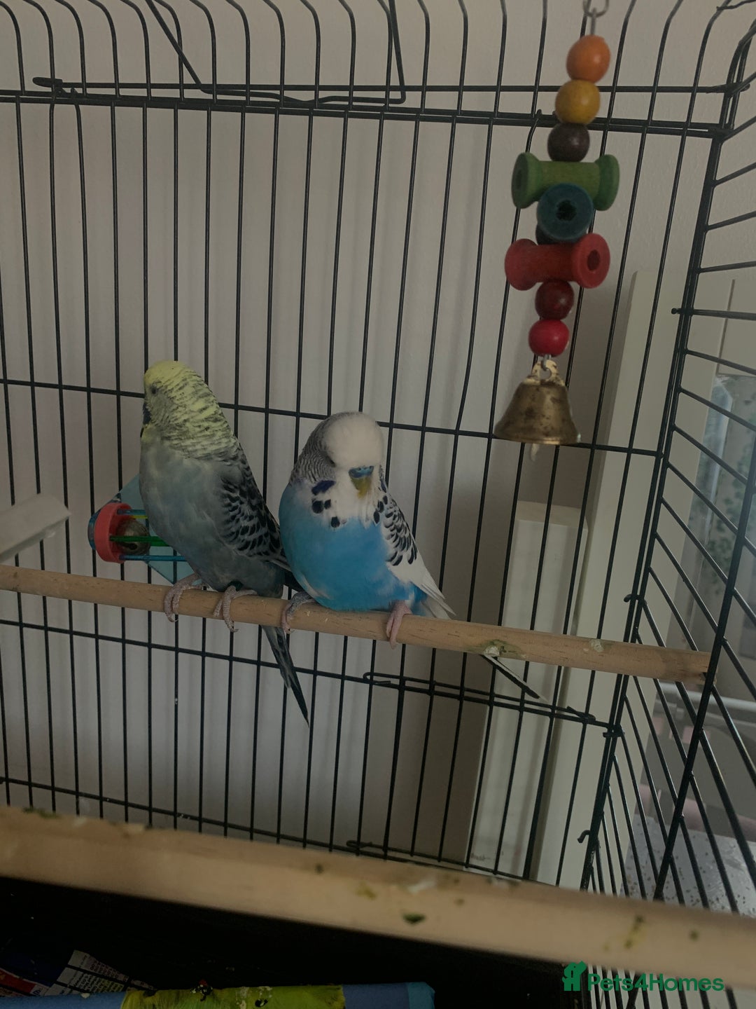 Budgerigars birds for sale: 2 Budgies with Medium Cage & Accessories  - Image 3