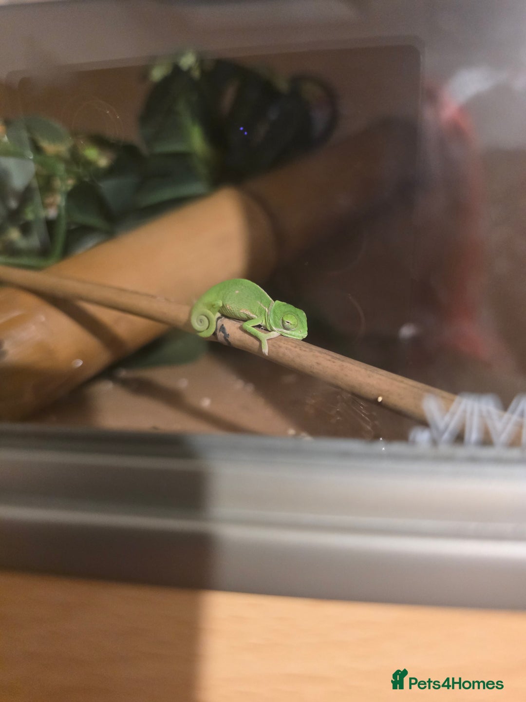 Chameleon reptiles for sale: veiled chameleon - Advert 8