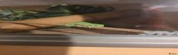 Chameleon reptiles for sale: veiled chameleon - Advert 8