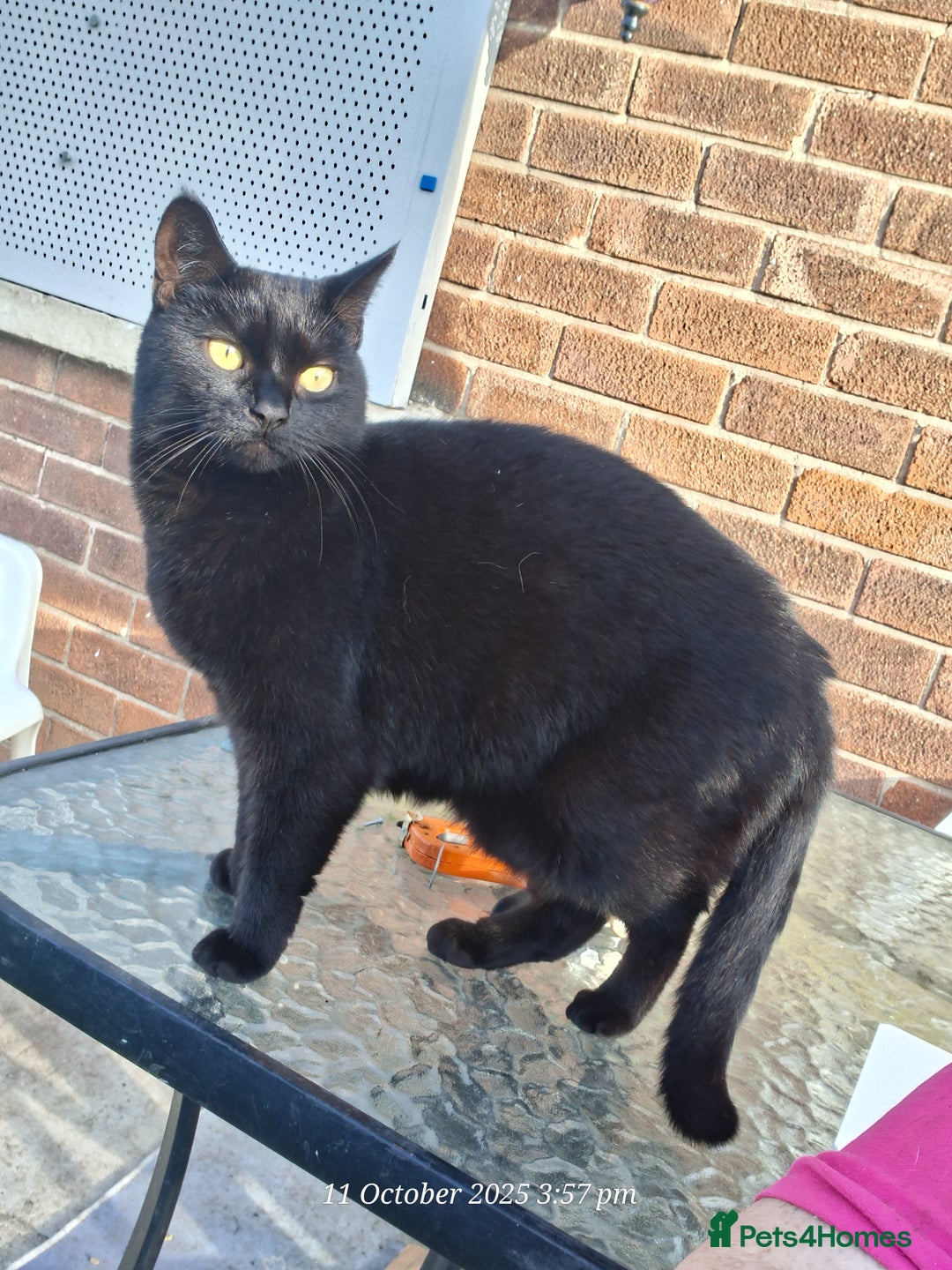 Domestic Shorthair cats for sale: 4 BLACK CATS FOR REHOME. - Advert 18