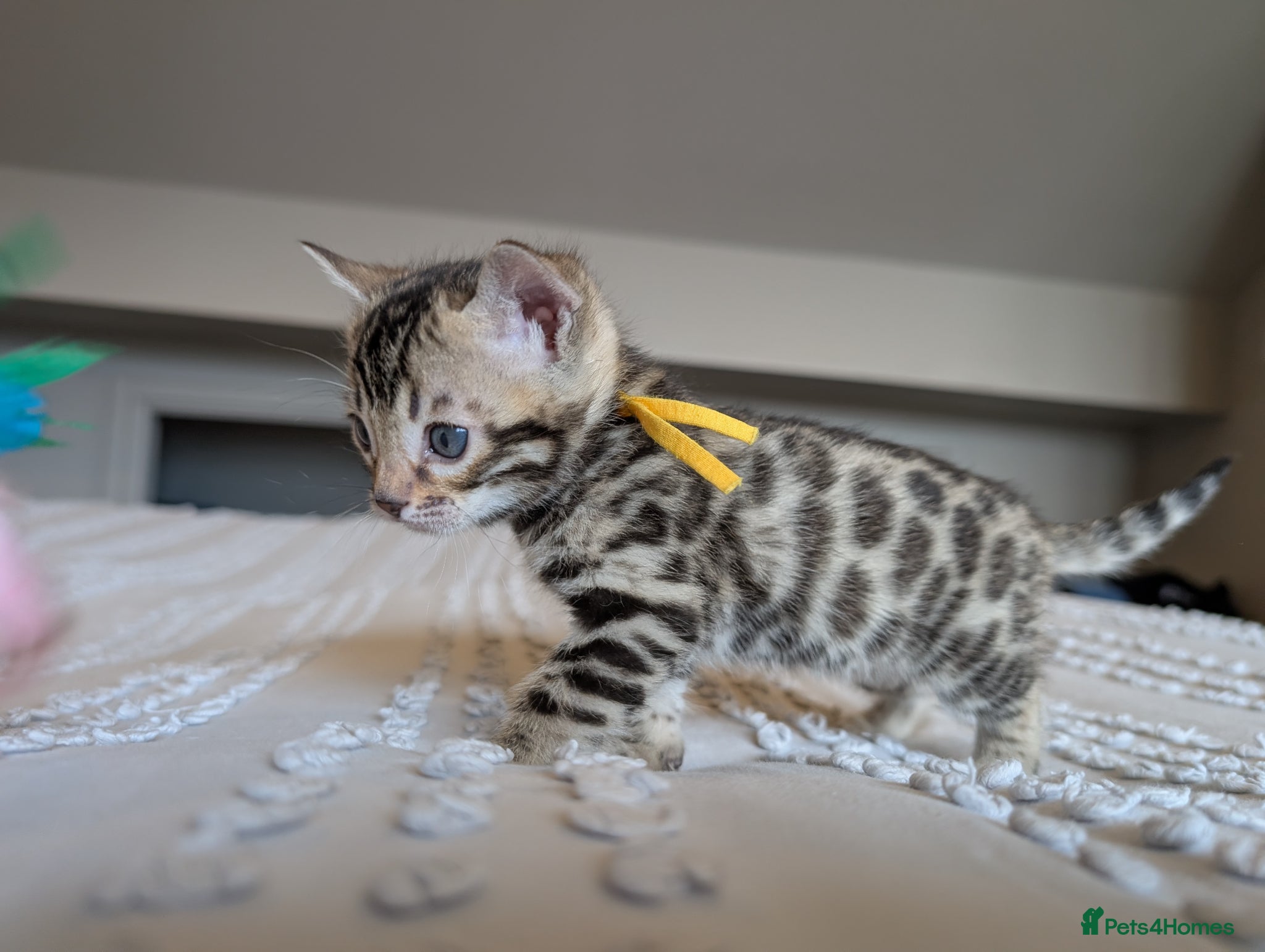 Bengal cats 🖤🤎🤍 ADORABLE BENGAL KITTENS 🤍🤎🖤 - Advert 1