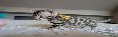 Bengal Kitten 2 💛
