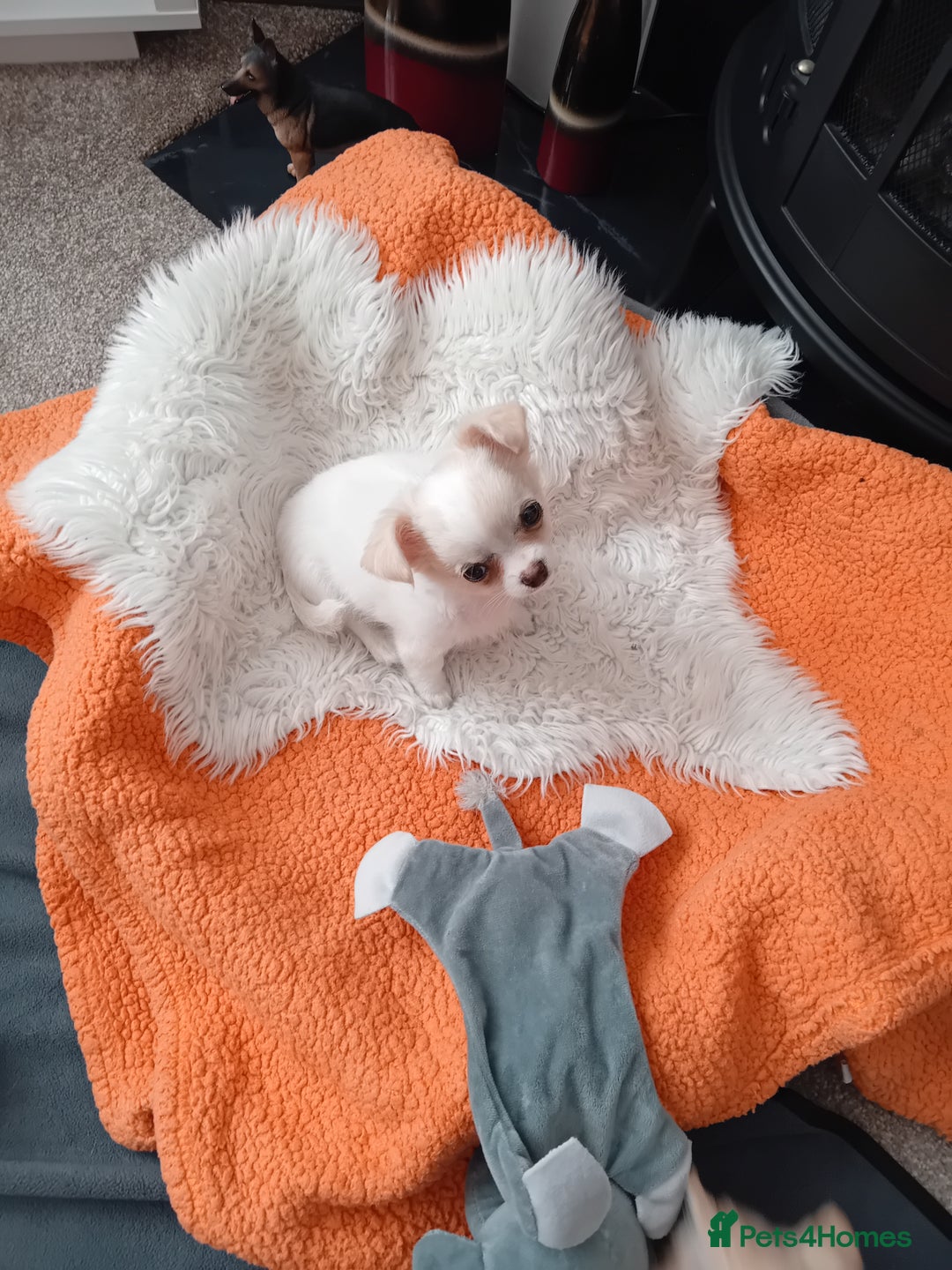 Chihuahua dogs for sale: Little white girl chihuahua  - Image 5