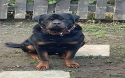 Rottweiler dogs for stud: Champion bloodline rottiweiler stud  - Image 9