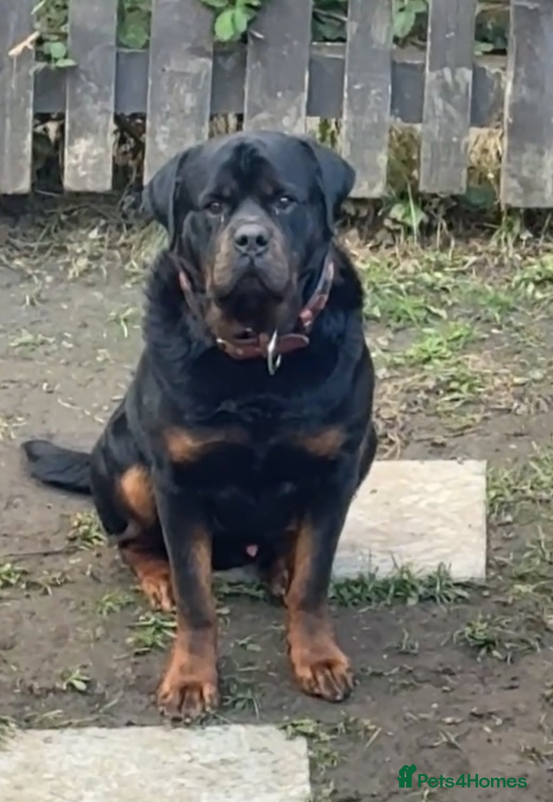 Rottweiler dogs for stud: Champion bloodline rottiweiler stud  - Image 9