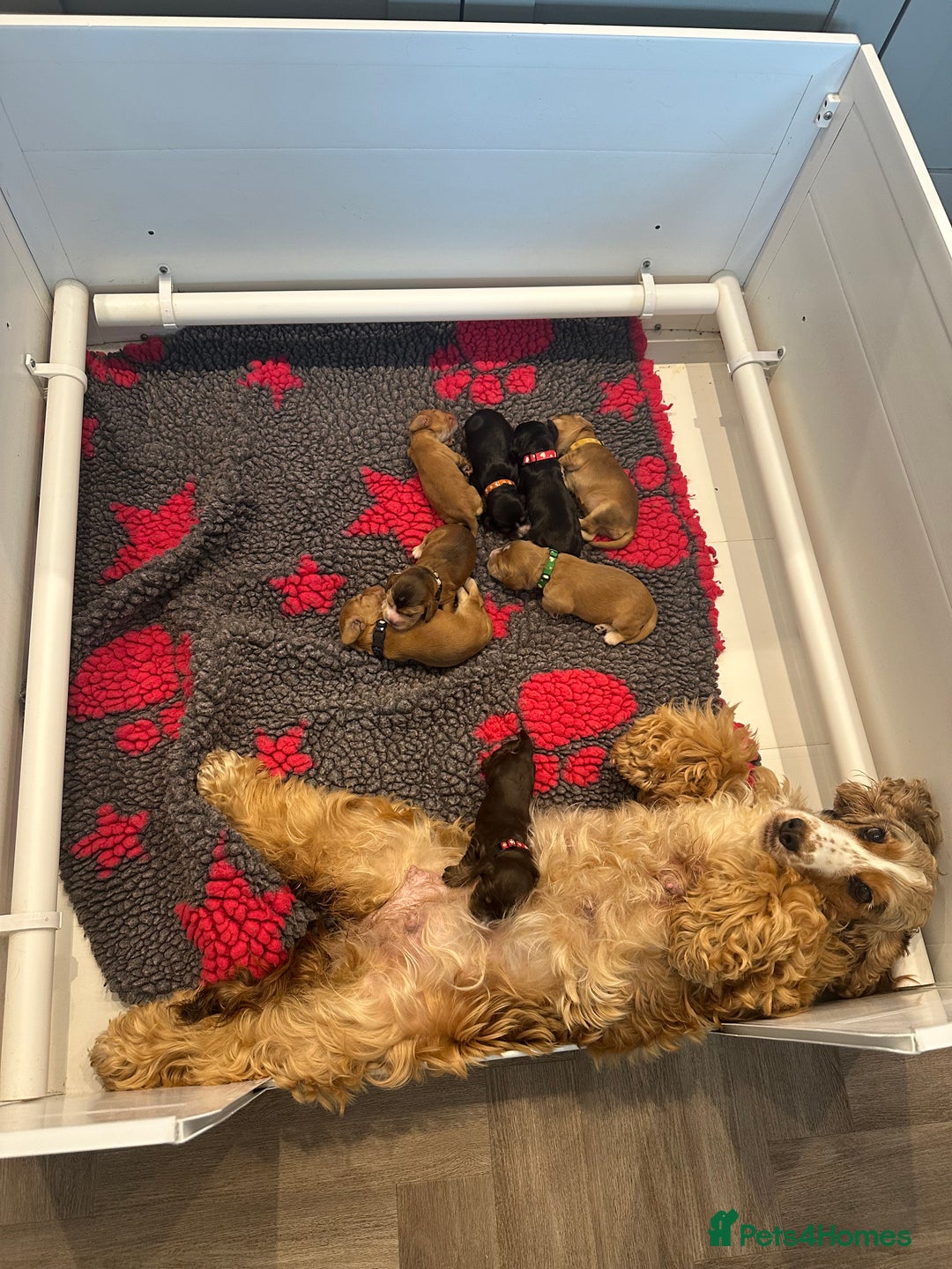 Cocker Spaniel dogs for sale: Show Cocker Spaniel’s  - Image 17