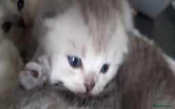 Scottish Fold cats for sale: LAST BOY FOLD. OPEN TO OFFERS.  in Aberdare - Image 12